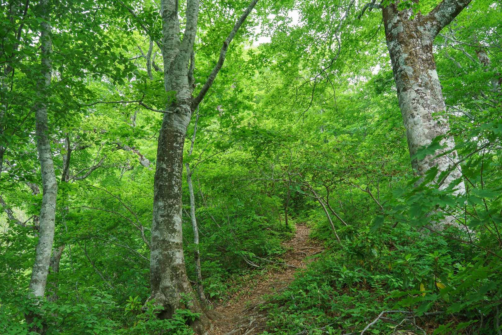 弥平四郎登山口-鏡山 往復コースの写真