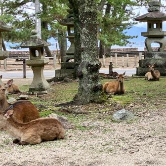 鹿まみれの登山口に着いて YAMAP終了

ガン見しても餌持ってないぞ
