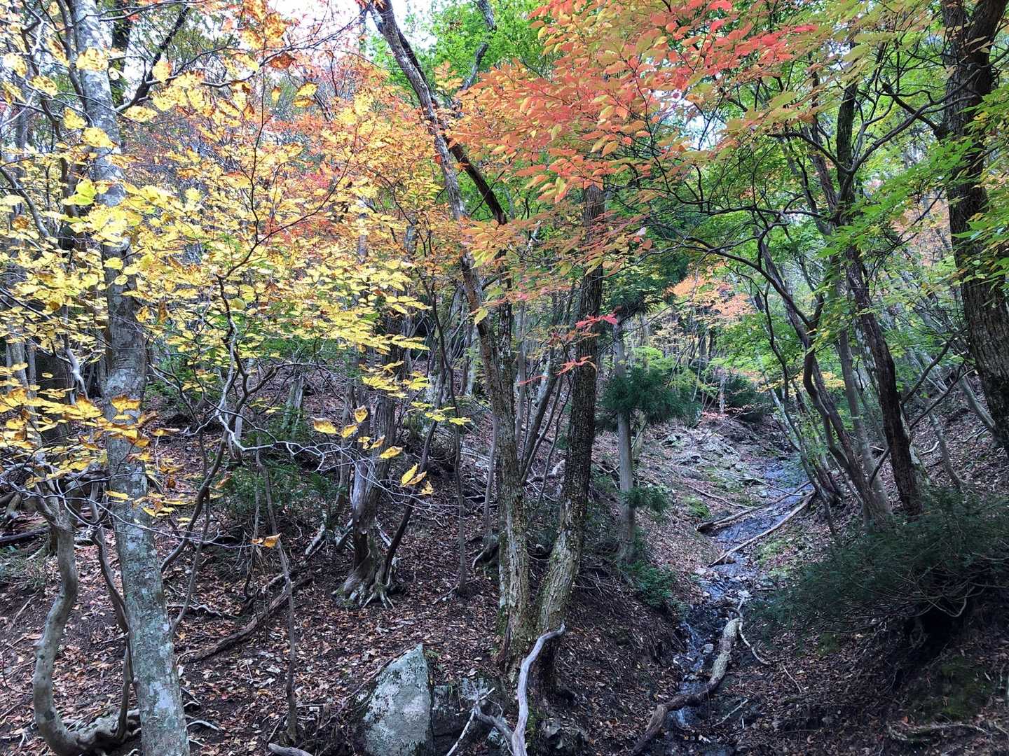 甲津畑登山口-杉峠-杉峠ノ頭-イブネ-クラシ 往復コースの写真