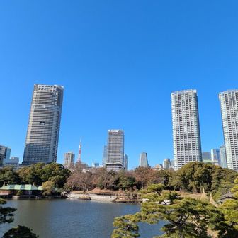 関東大震災や戦災で往時の面影はなくなりましたが
昭和20 年に東京都に下賜され
整備ののち
昭和21年に浜離宮恩賜庭園として公開. 