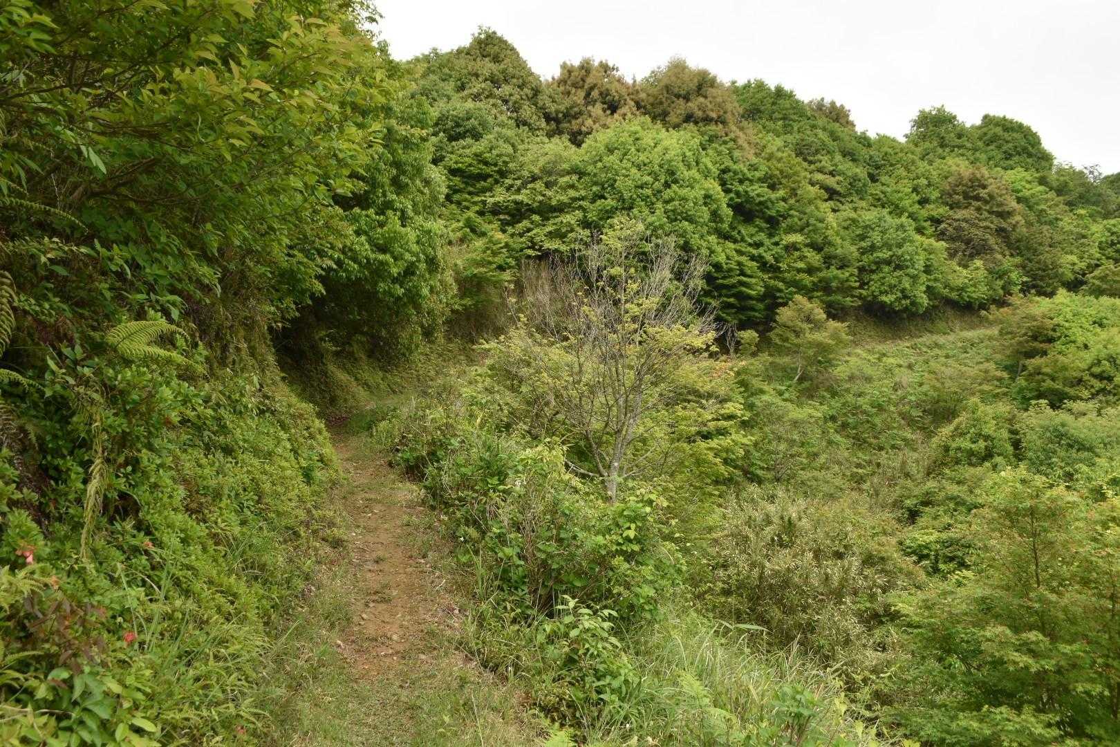 おおっ‼️

好きな感じの山道✨。