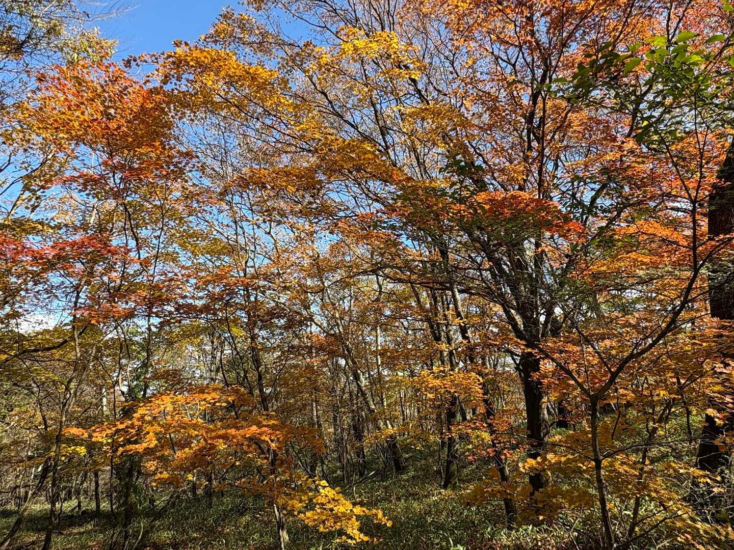 紅葉🍁