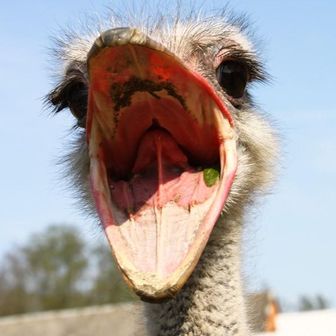 30までに富士山登りたい人