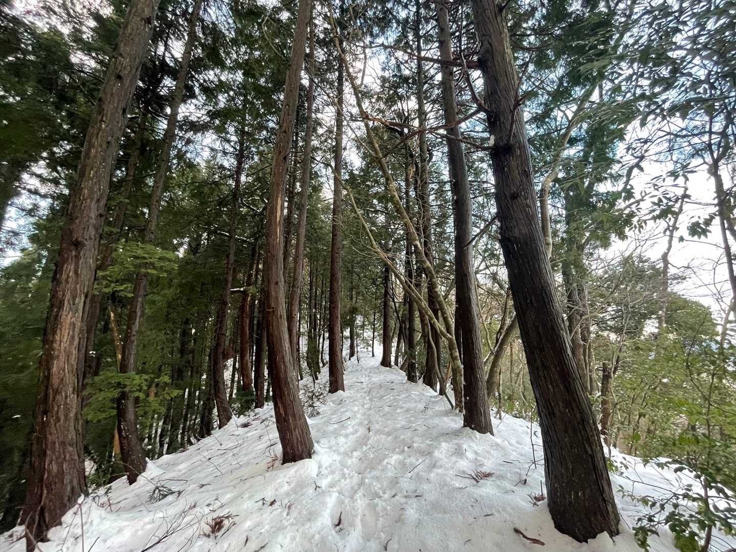 西大井登山口-三床山 往復コースの写真