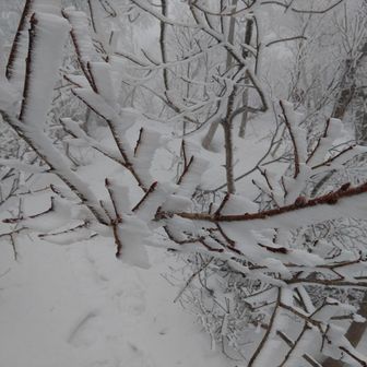 白兀山過ぎたあたりはエビがそだってました