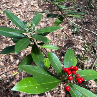 ミヤマシキミがたくさん