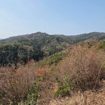 裏登山道の稜線は歩かないで下山した