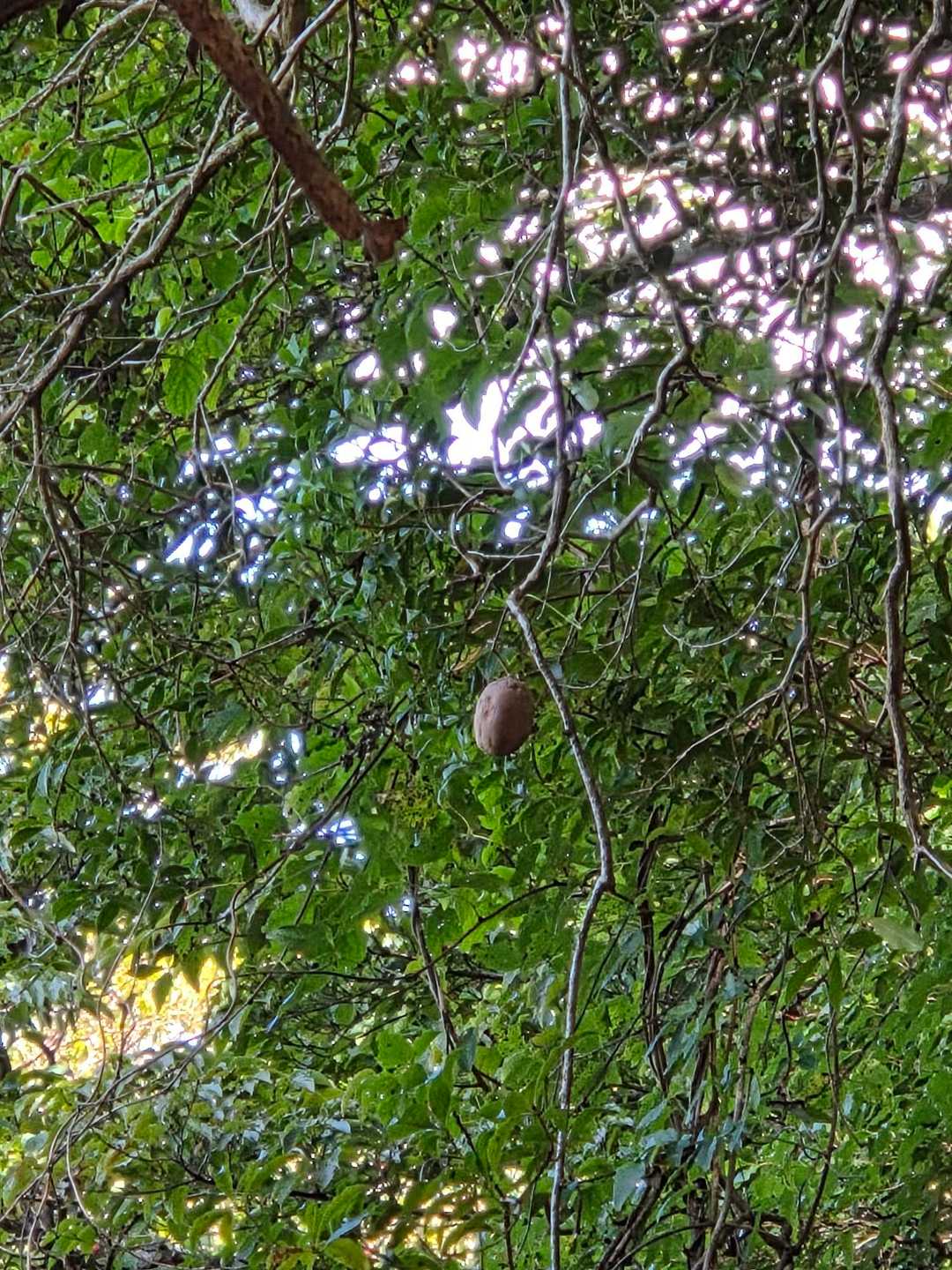👀アケビでしょうか…
