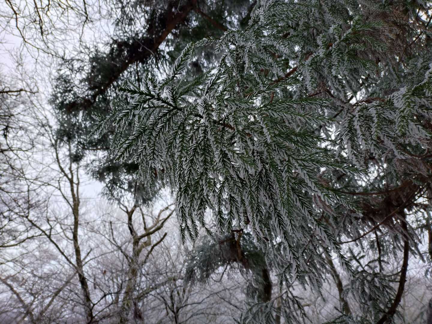 エビもでてきました！