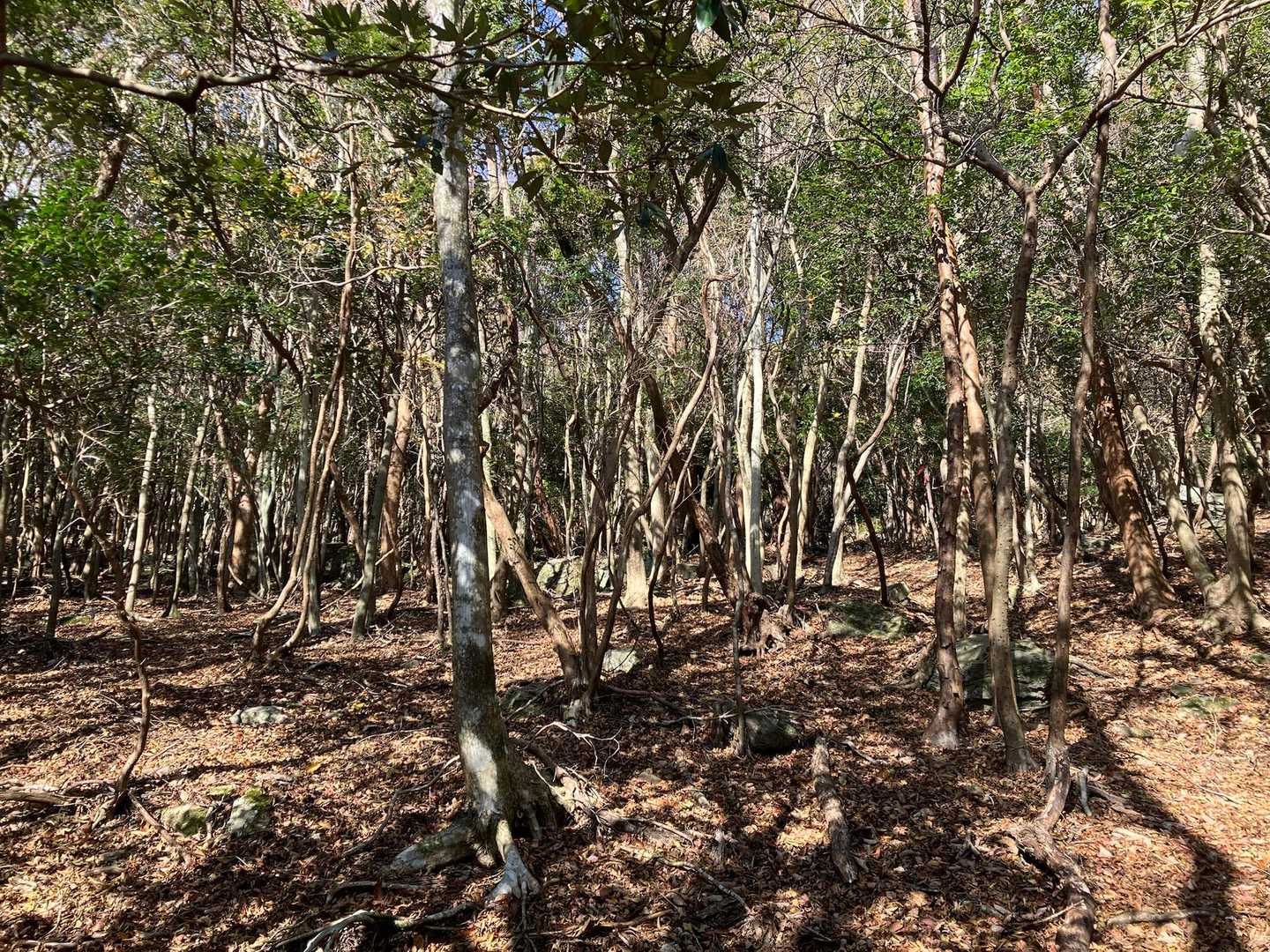 枯葉がビッシリ
踏み跡のカケラもない💦
豊富なピンテを頼りに進む