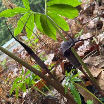 ウラシマソウ。
左のが広がって右の完成形になる模様。