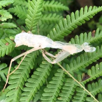 またまた　カマキリの脱皮！
みーつけた！
今日もいろいろ楽しかったです！
ありがとうございました😊