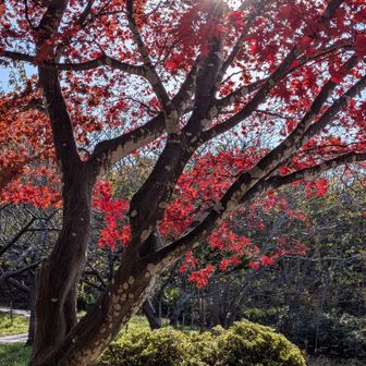旧駐車場の木 
こんなに紅葉するのー⁉️🤩