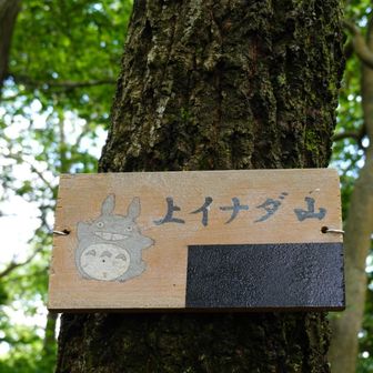 上イナダ山です。大トトロ