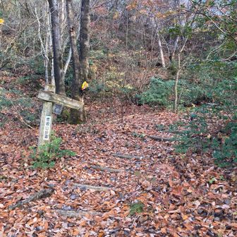 登山道に突入！