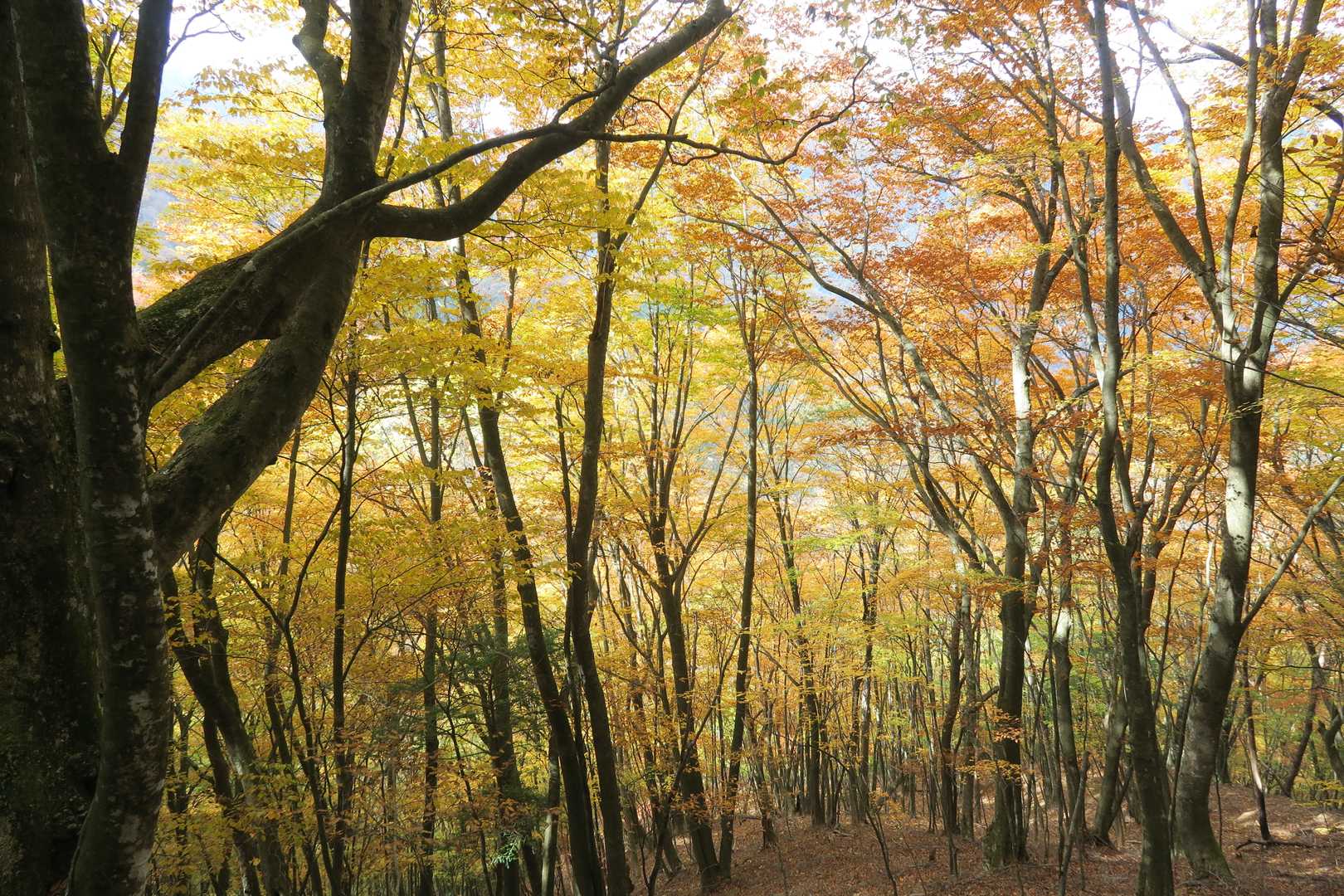 小屋平バス停-石丸峠-榧ノ尾山 縦走コースの写真
