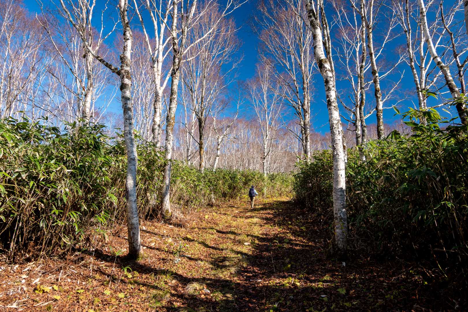 幅の広い登山道