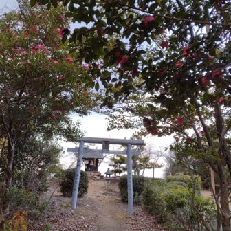改めて、正面鳥居から神さまに合掌🙏