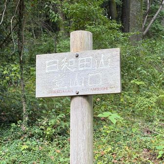 のび太くんちの裏山みたい、な日和田山