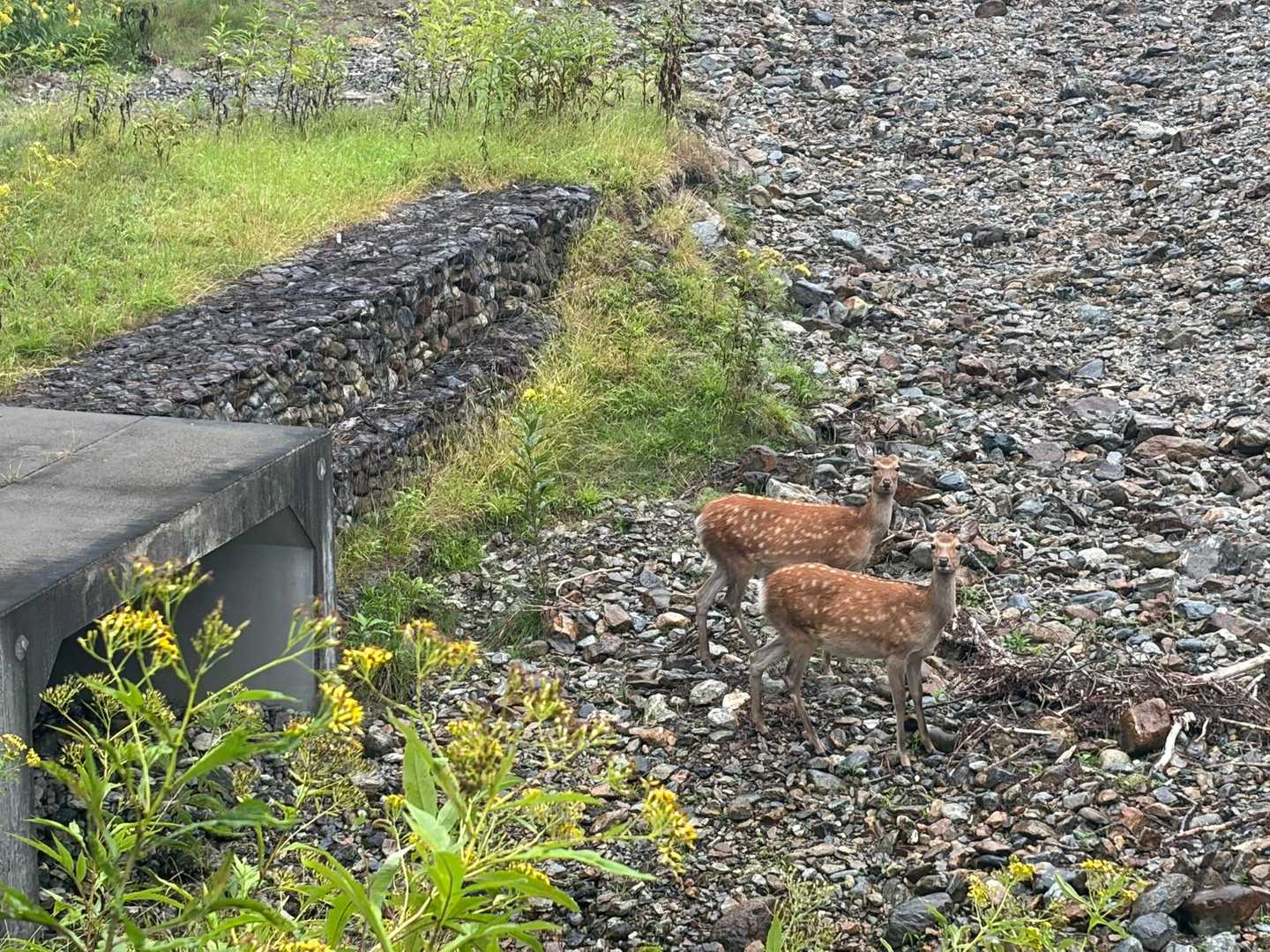 おじゃましてごめんよー🦌🦌