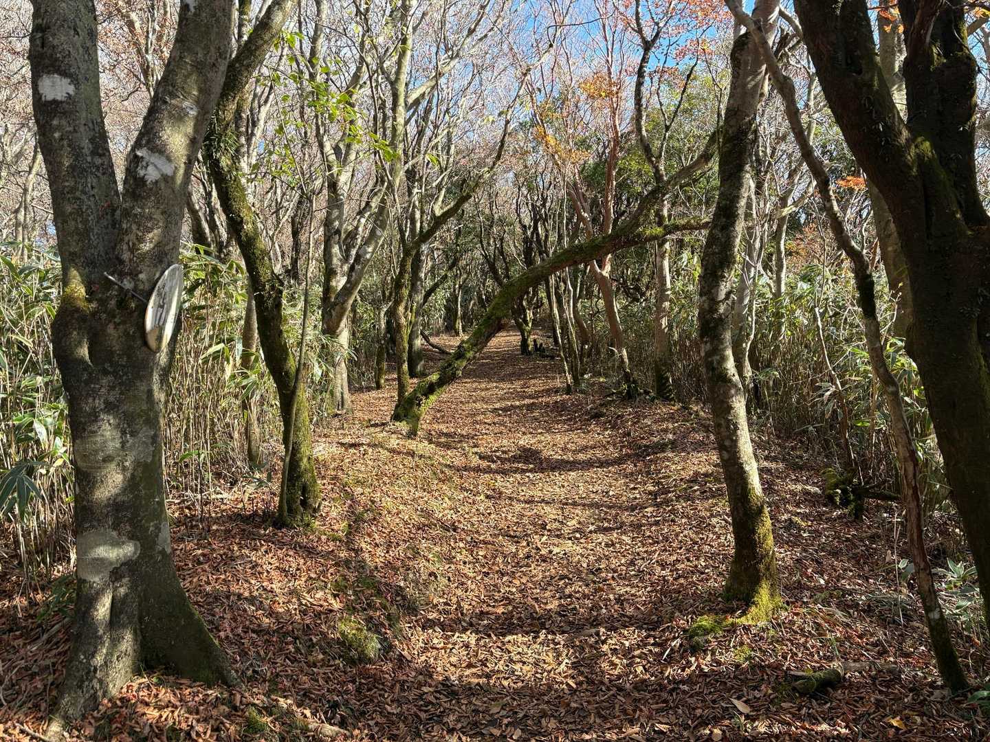 金時登山口バス停-金時山登山口-金時山-長尾山-乙女峠-姥 縦走コースの写真