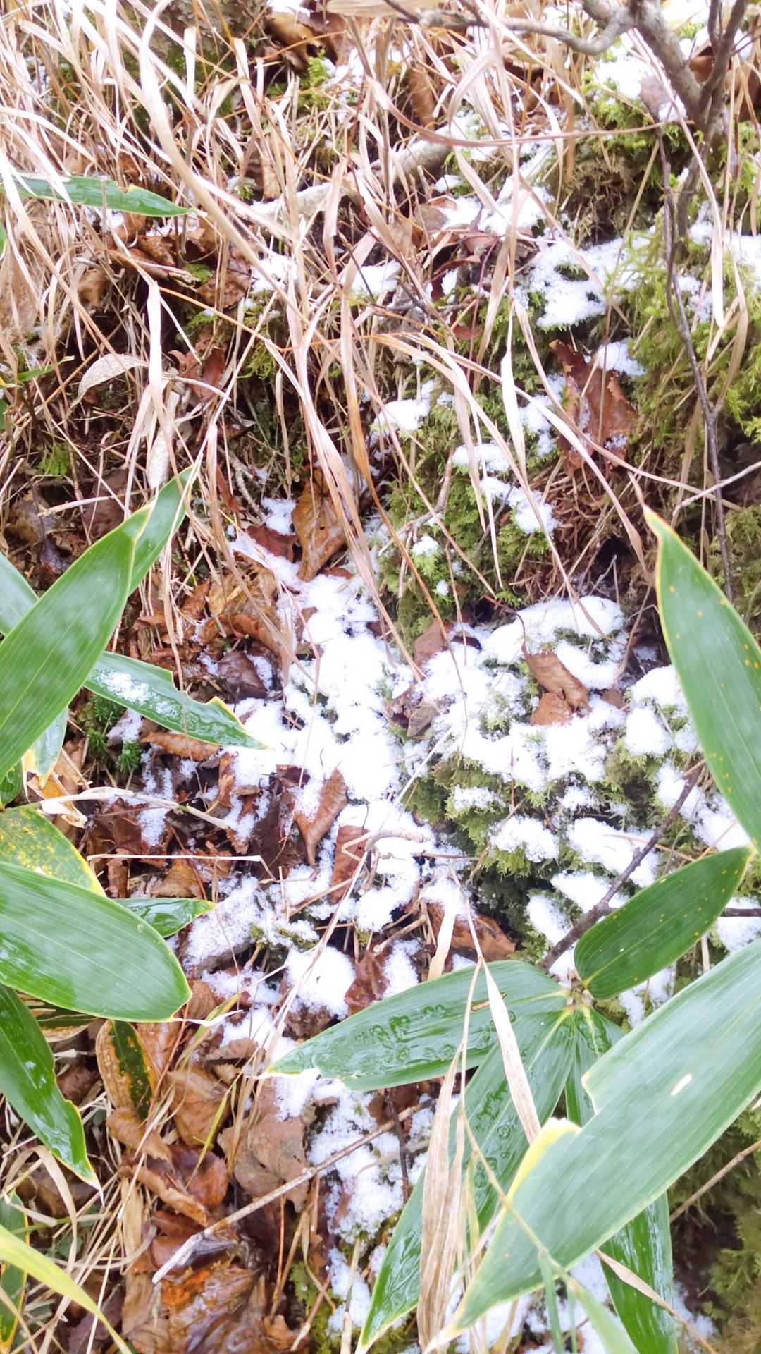 昨晩は雪が降ったよう。