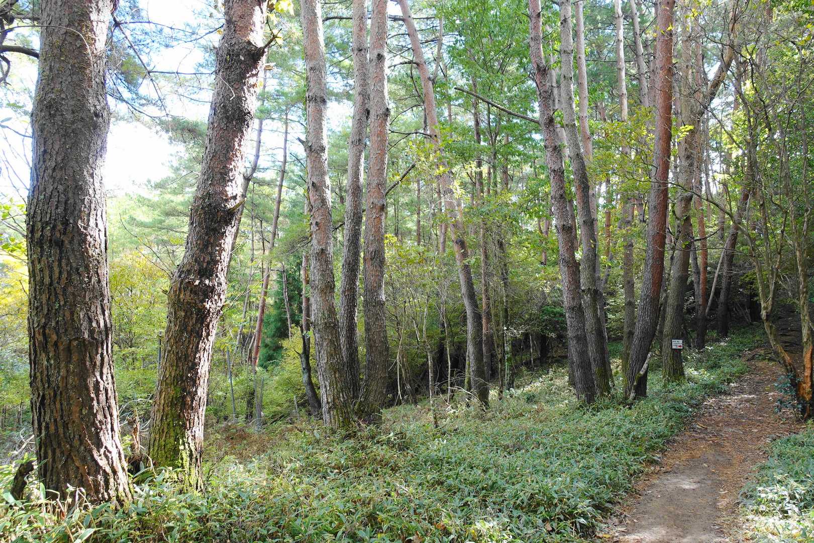 深山登山道で一番心が安らぐ風景
いい赤松林です