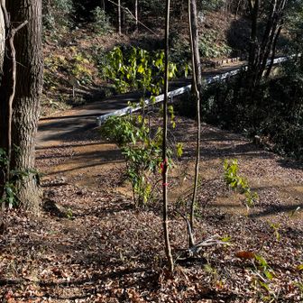 高峯登山口に出ました
山道はここまで