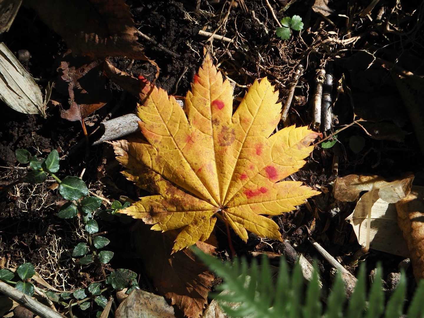 ハウチハカエデ🍁