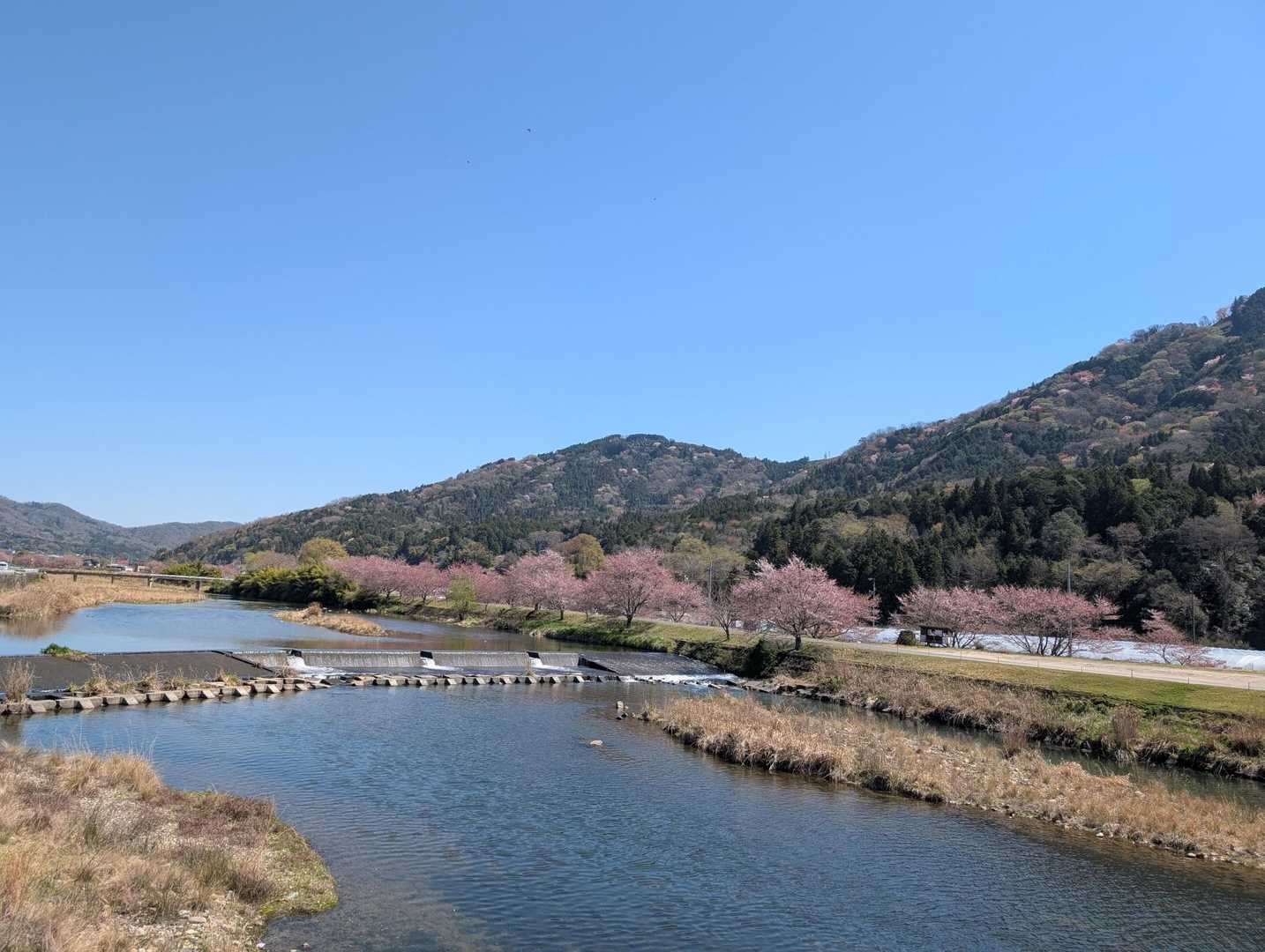 川沿いを歩いて。
数日前は満開の桜🌸