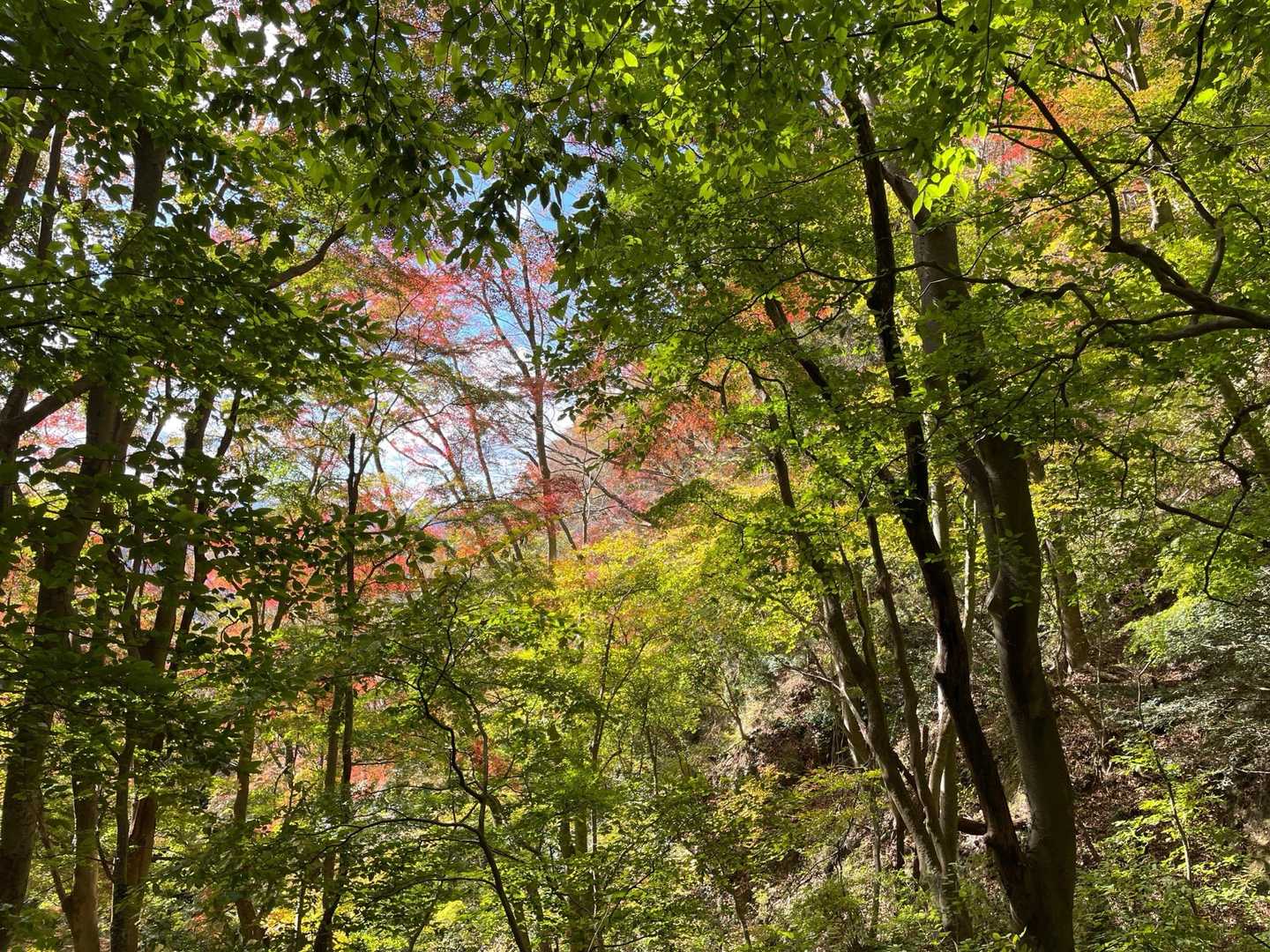 大円寺越で休憩しながら、紅葉🍁を愛でる