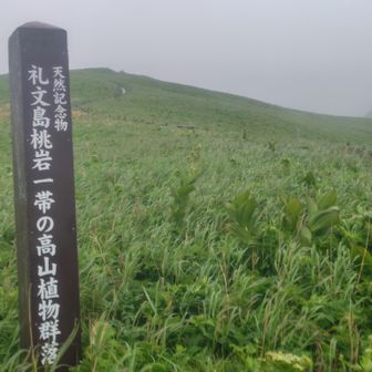 一帯が天然記念物です