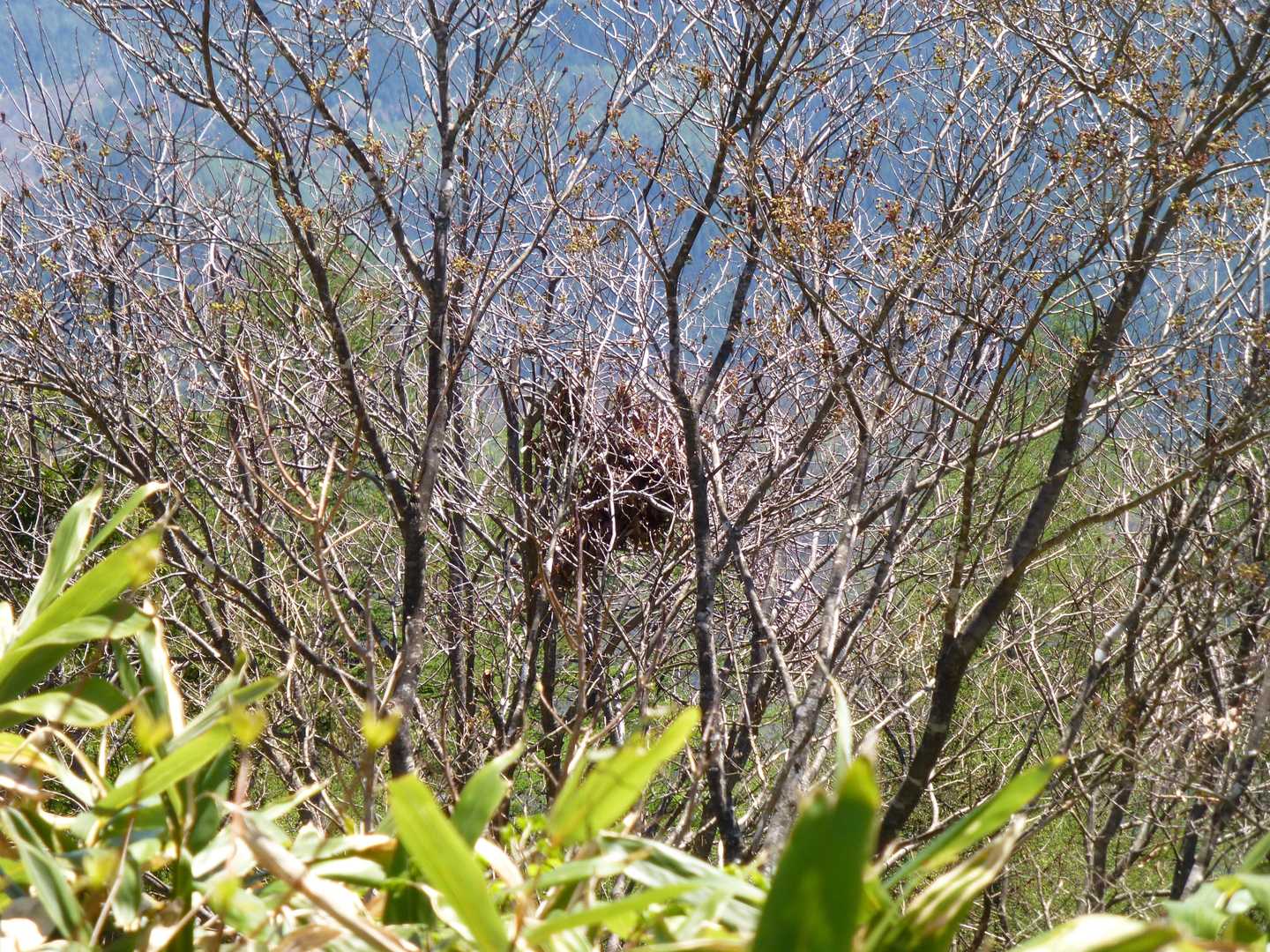 山頂付近の木に熊棚（写真中央　木の葉が密集した部分）がありました。
クマが木に登り、木のみを食べたあと枝を積み重ねた跡だそうです。