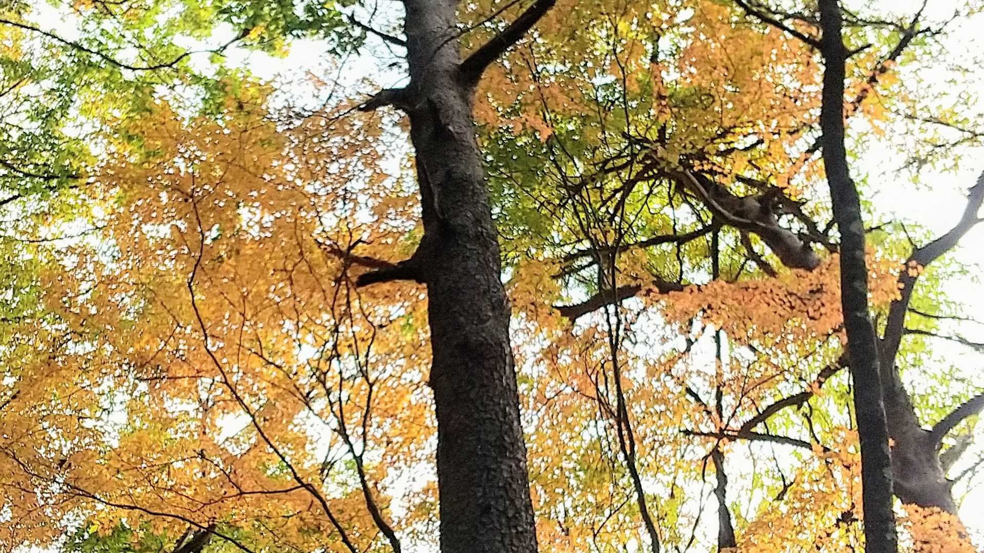 紅葉🍁間にあった！