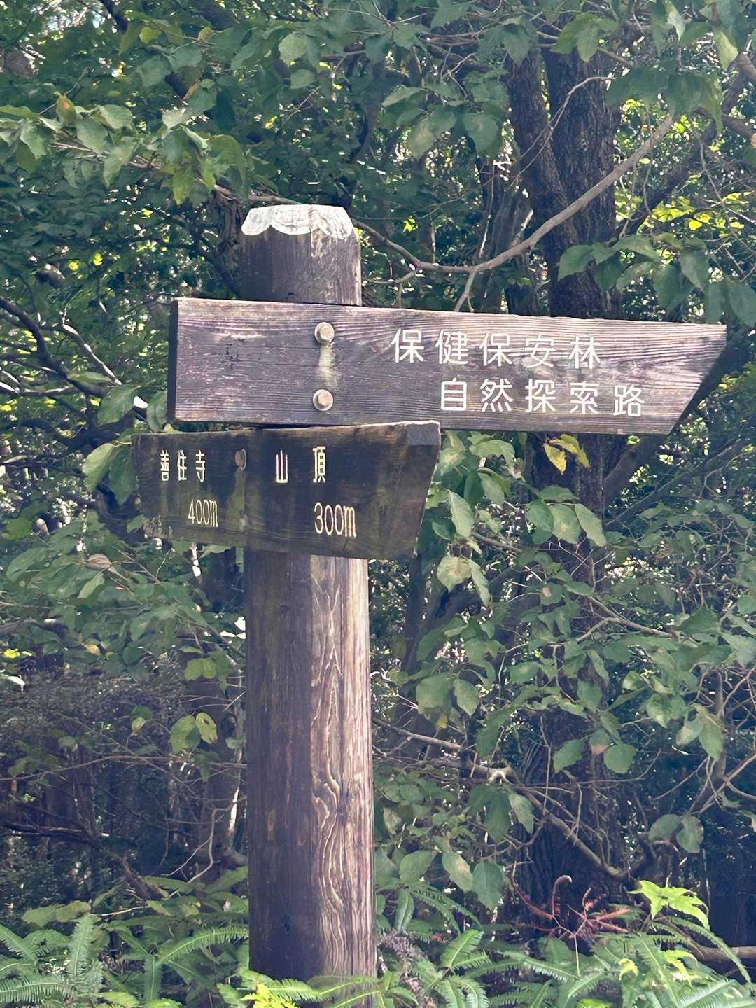 YAMAP赤線で登ります
