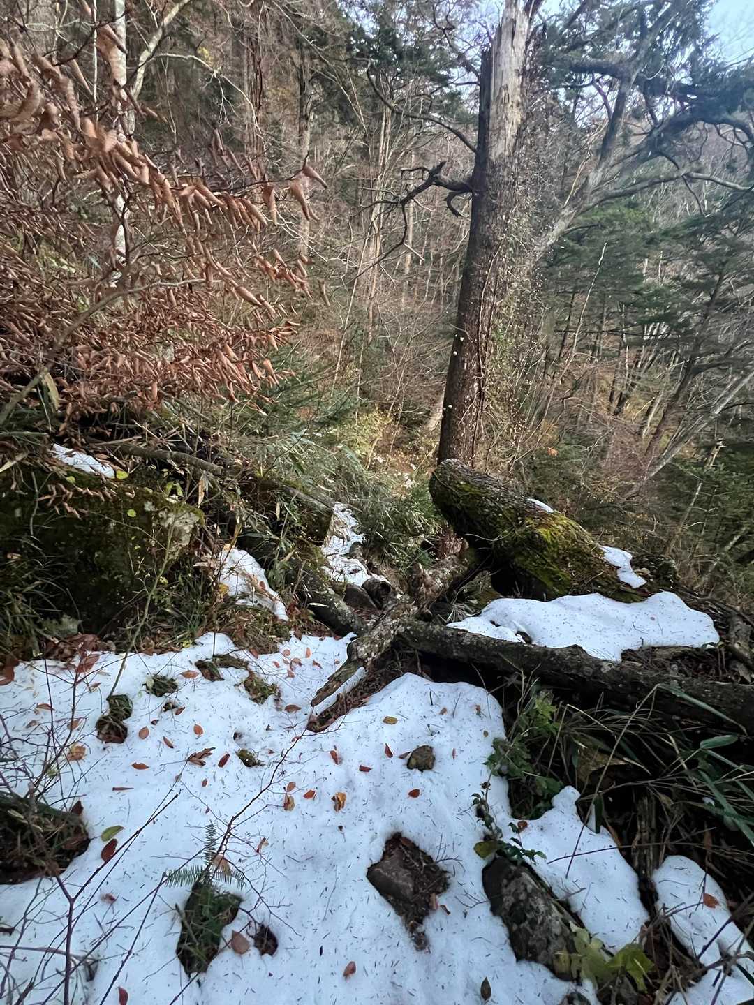 面河渓-面河渓登山口 往復コースの写真