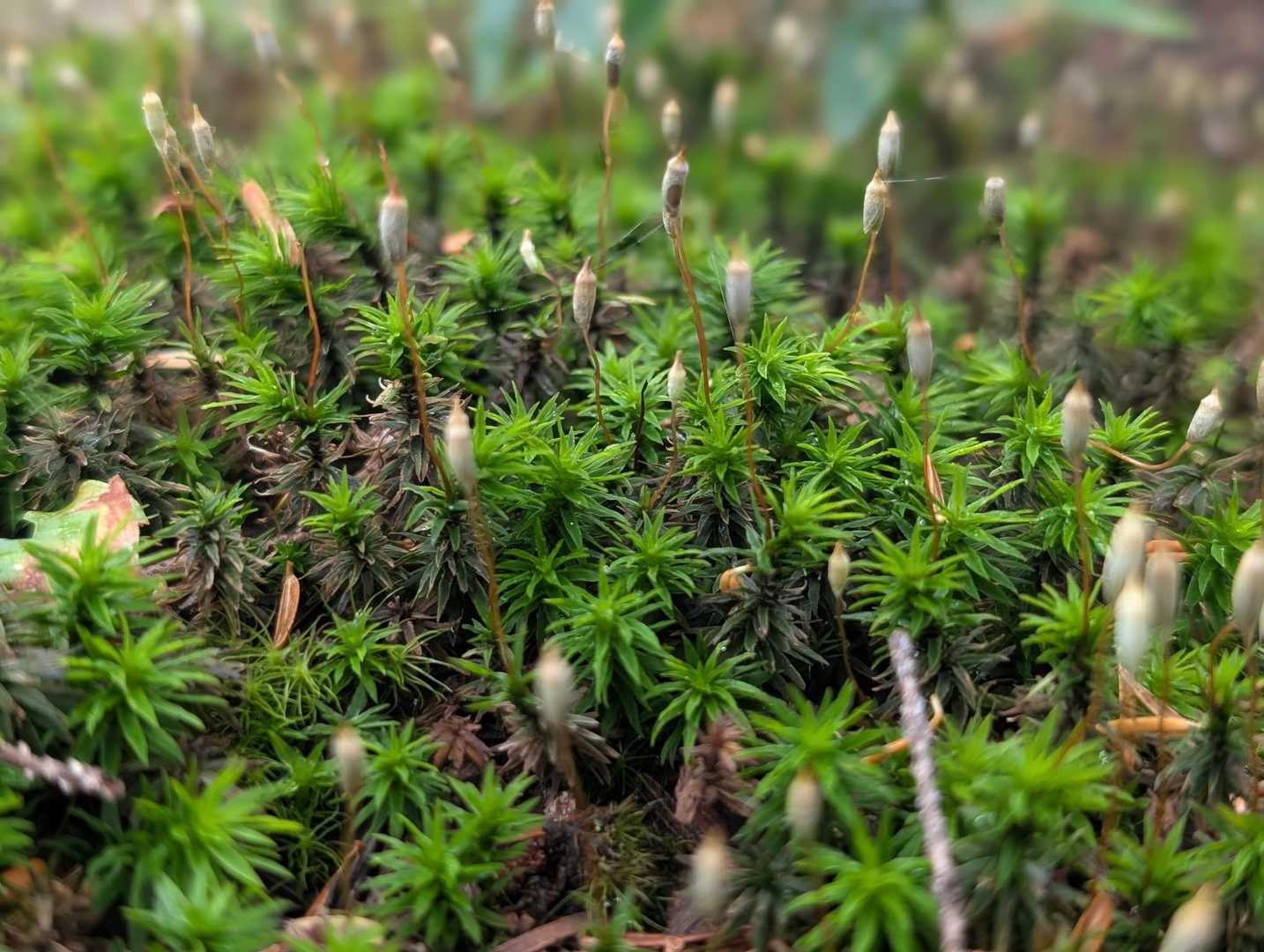 一瞬だけ苔に癒されて…🥹
ほんと一瞬 😂