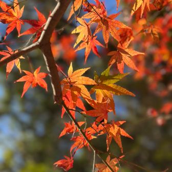 まだ秋🍁🍁🍁