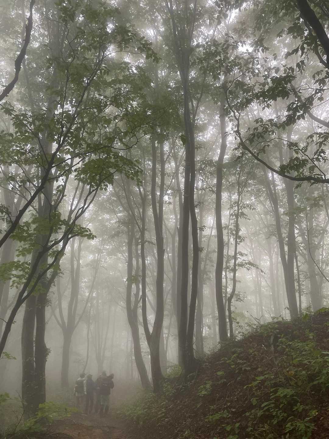 真山-毛無山 縦走コースの写真