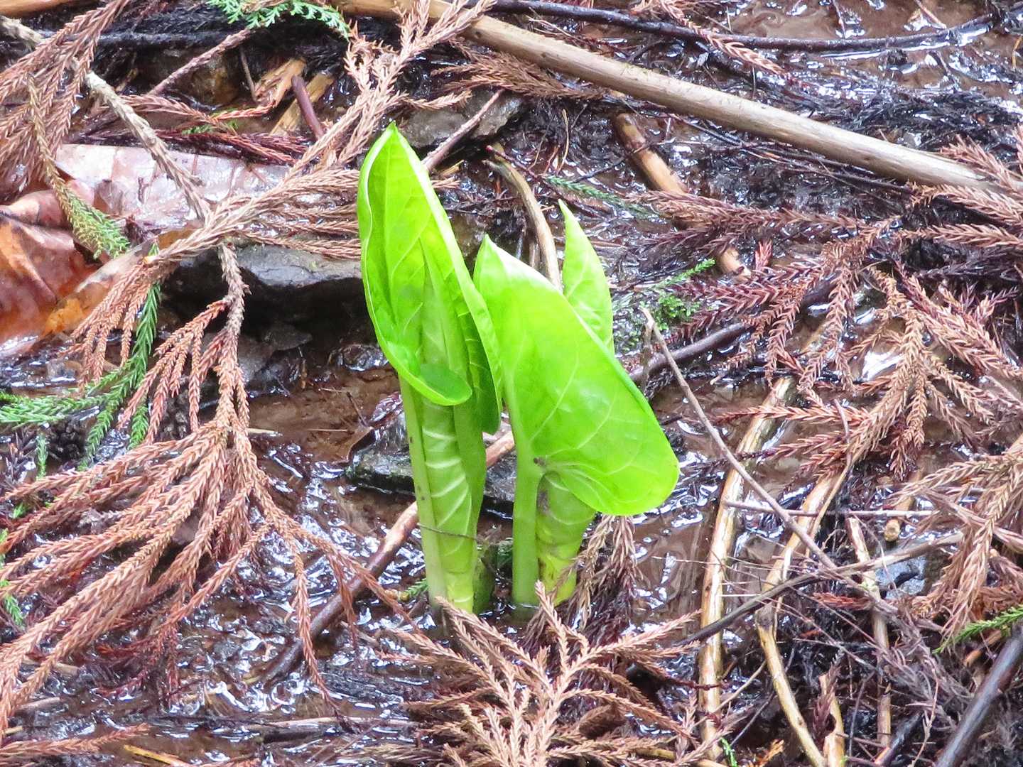 まだ花芽がないザゼンソウか？