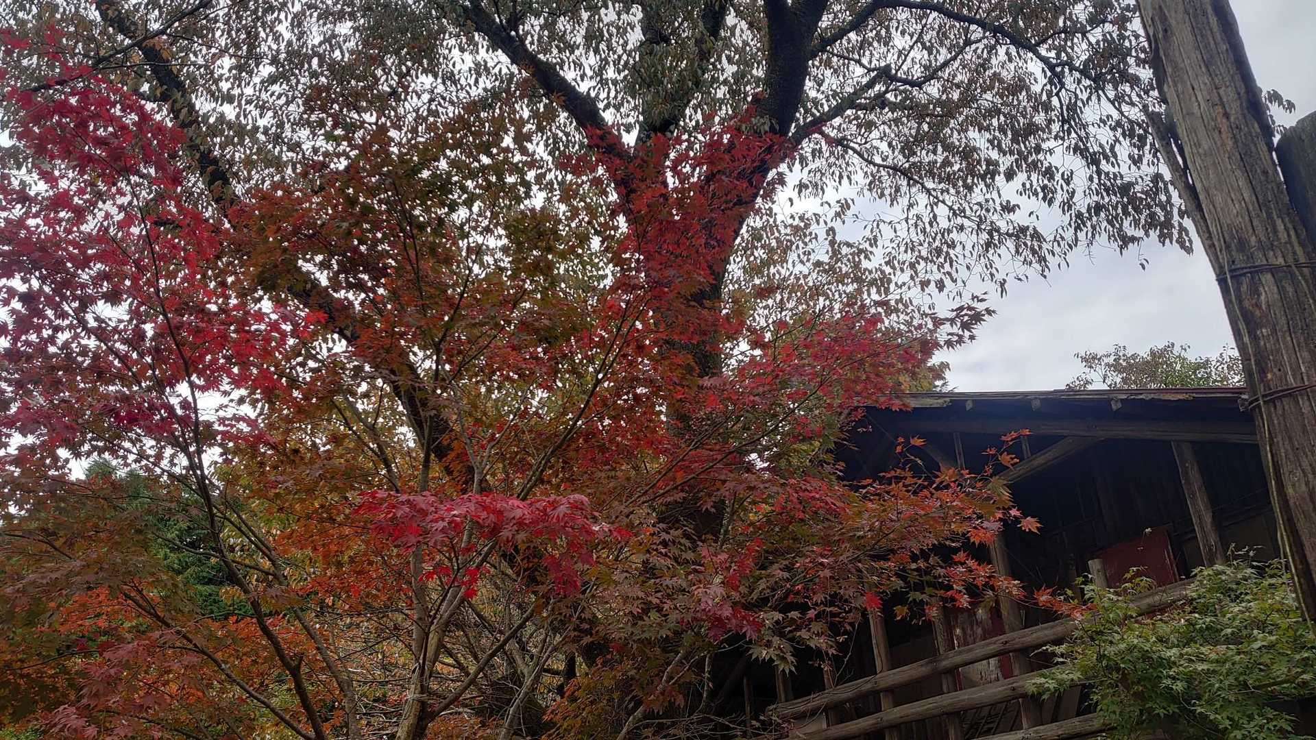 紅葉も綺麗だな～o(^o^)o