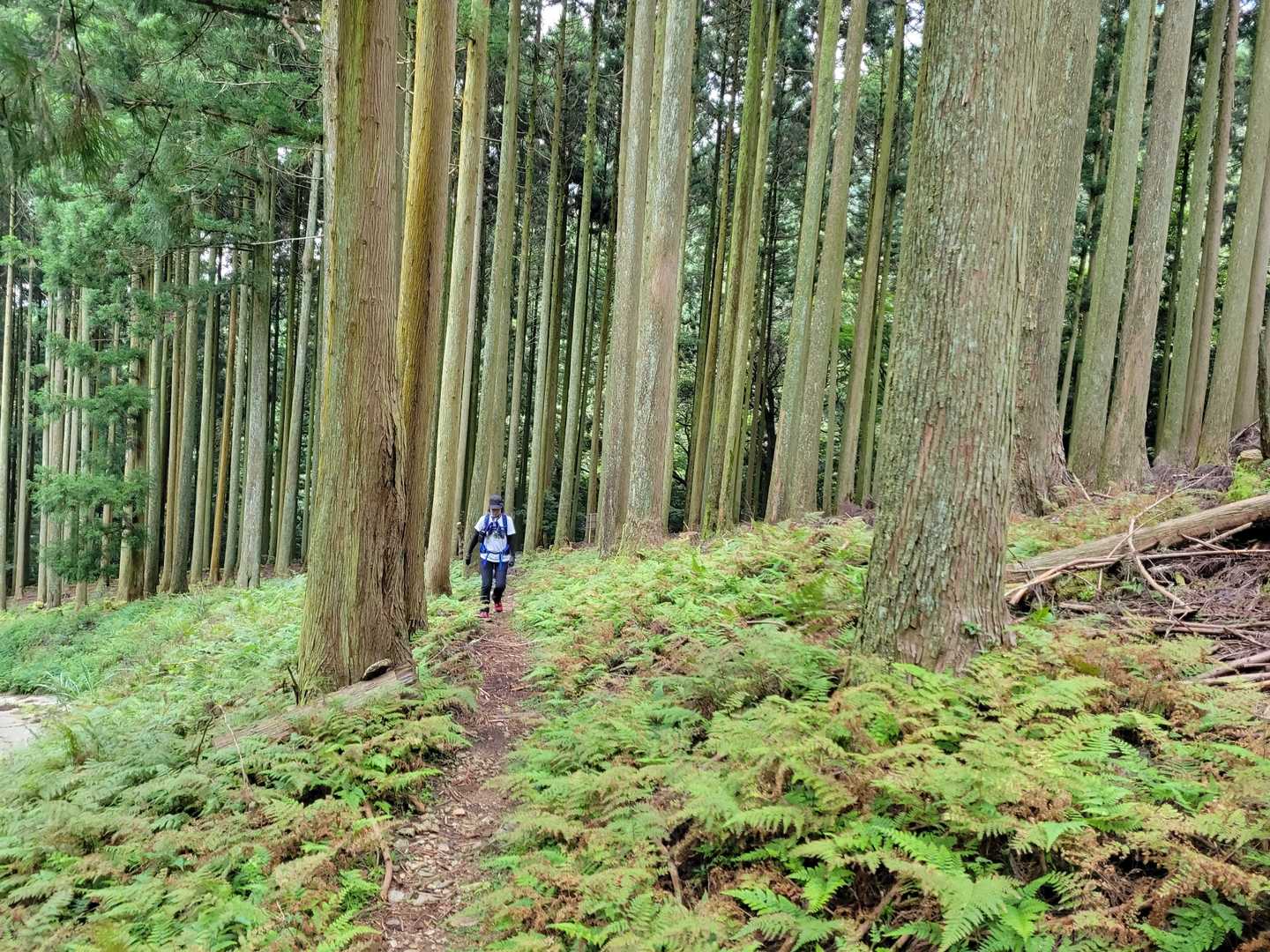 古処山 周回コースの写真