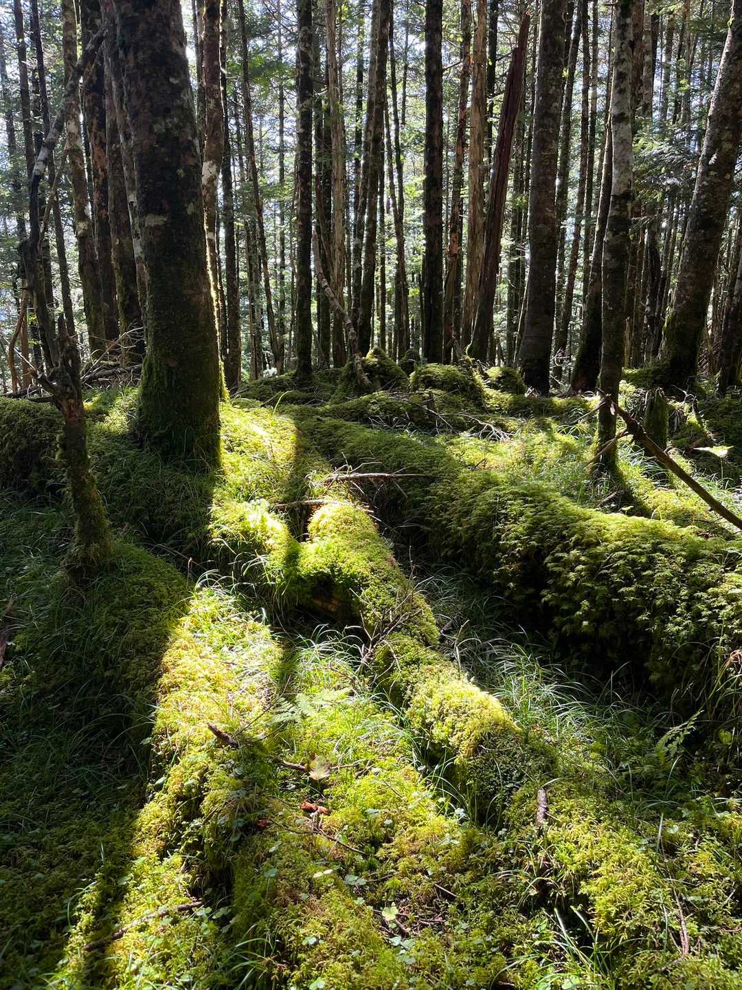 苔が綺麗😍