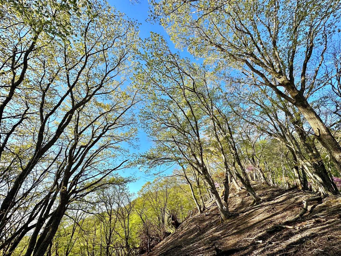 静寂な朝の稜線歩きはサイコー✨