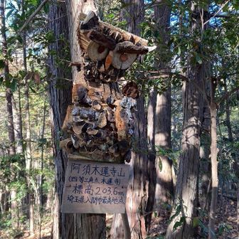 阿須木蓮寺山（入間市最高峰）