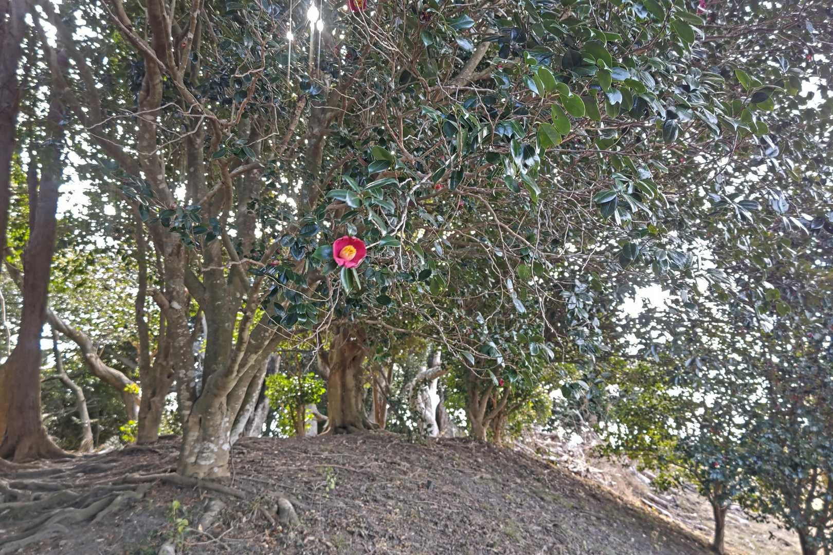 大黒様-御殿山-鷹取山-宝篋塔山 往復コースの写真