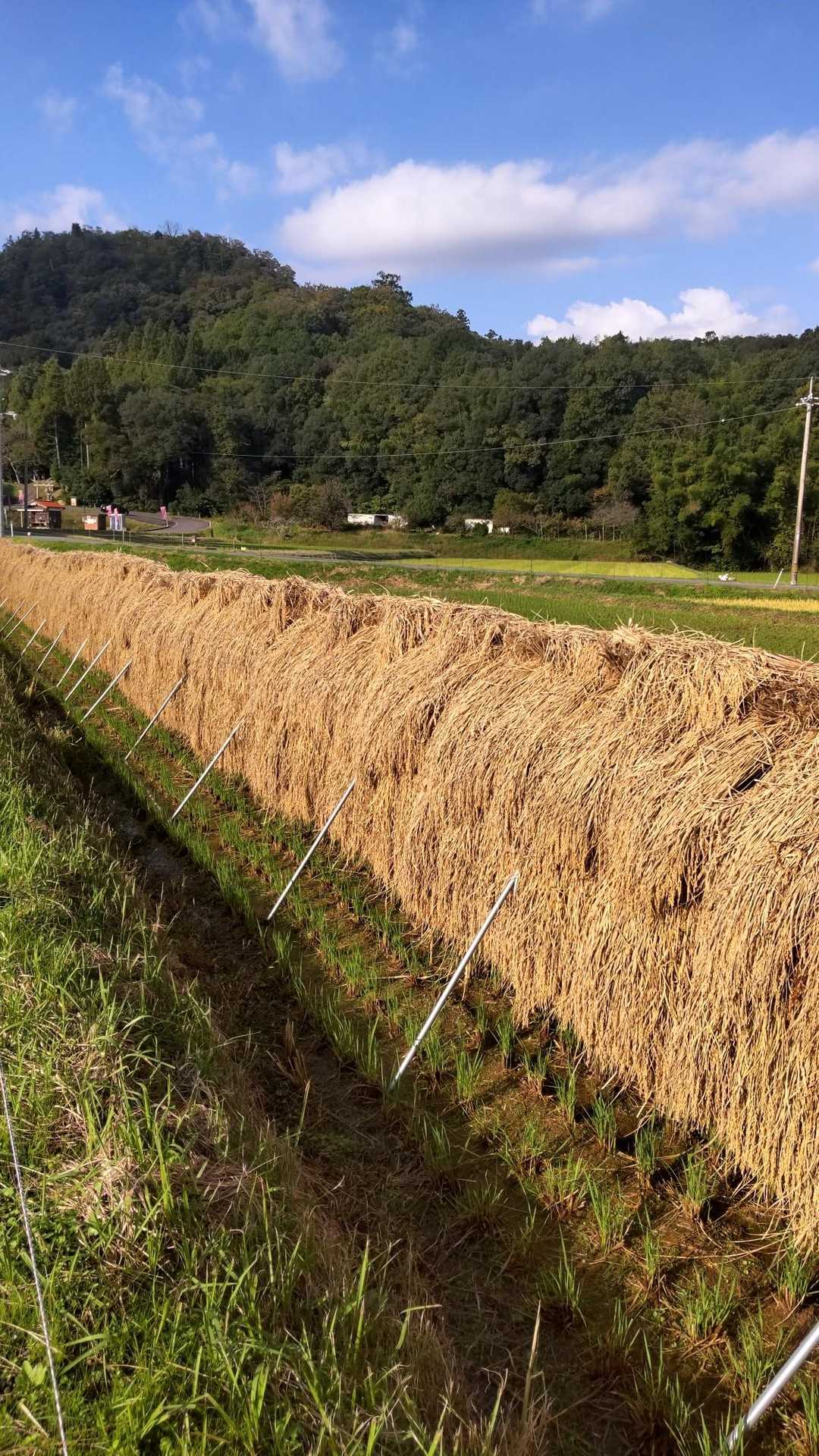 要害山登山道入口-要害山 往復コースの写真