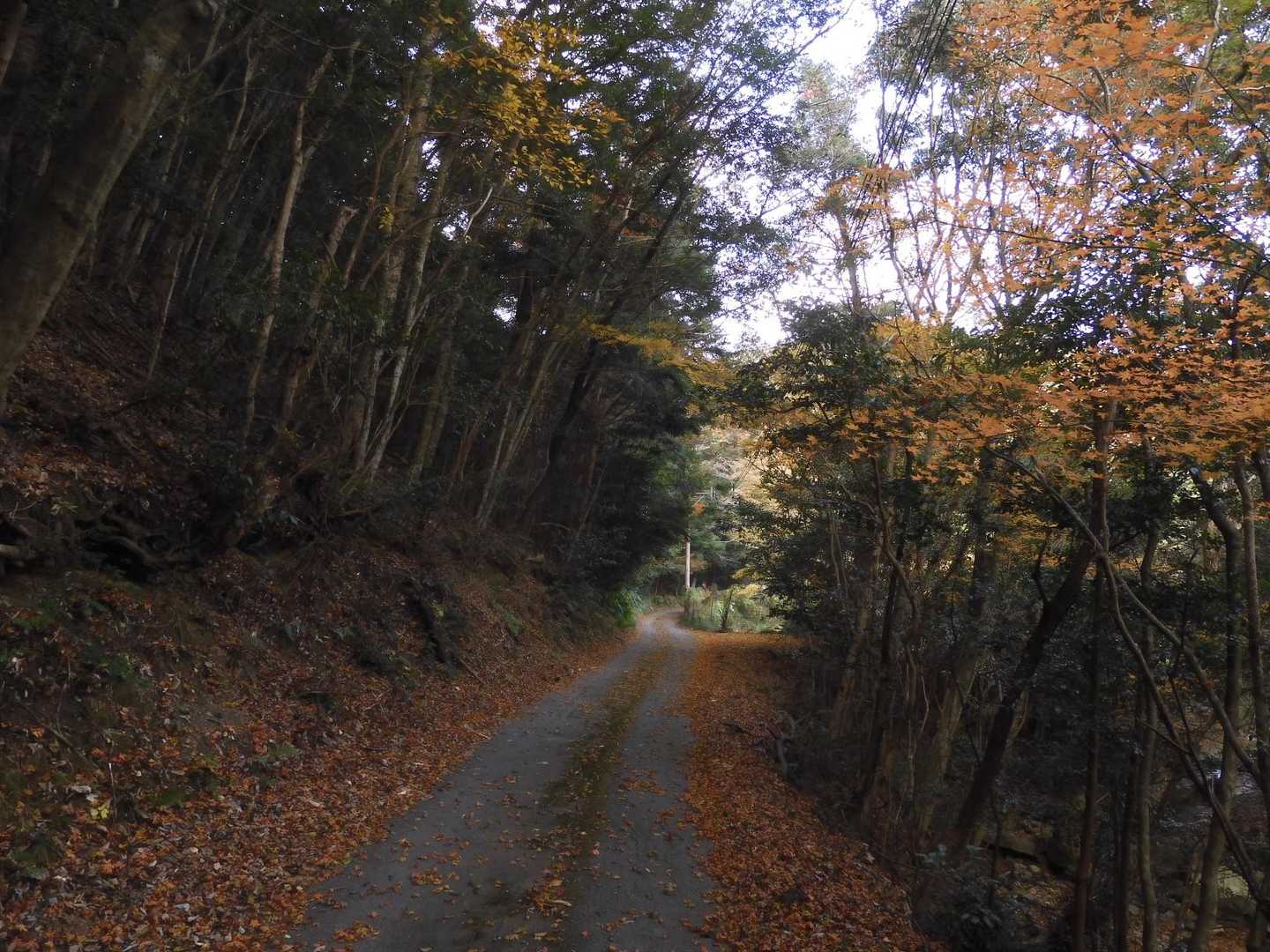 紅葉もチラホラ...
登山口まで全般こんな幅の道です。
途中、未舗装区間も少し有ります。