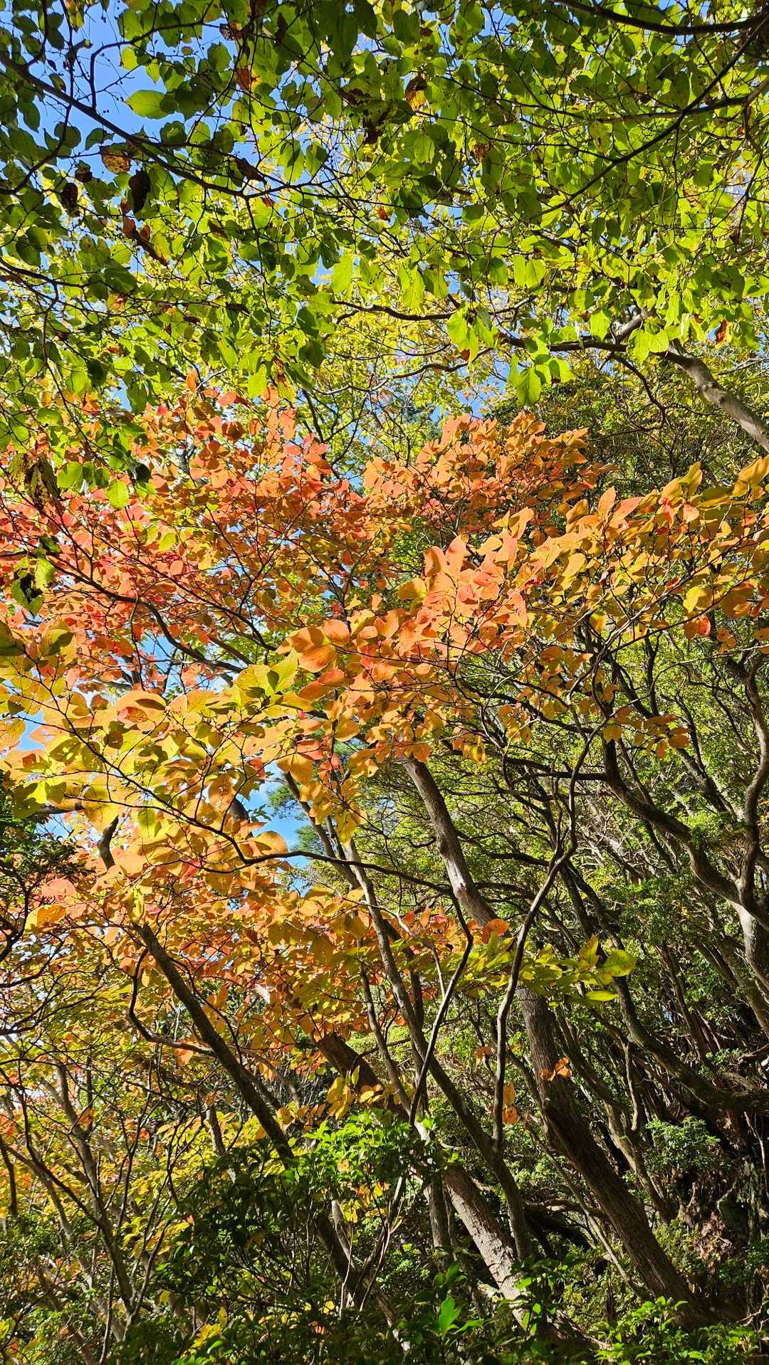 一部だけ🍁やっと秋やな。