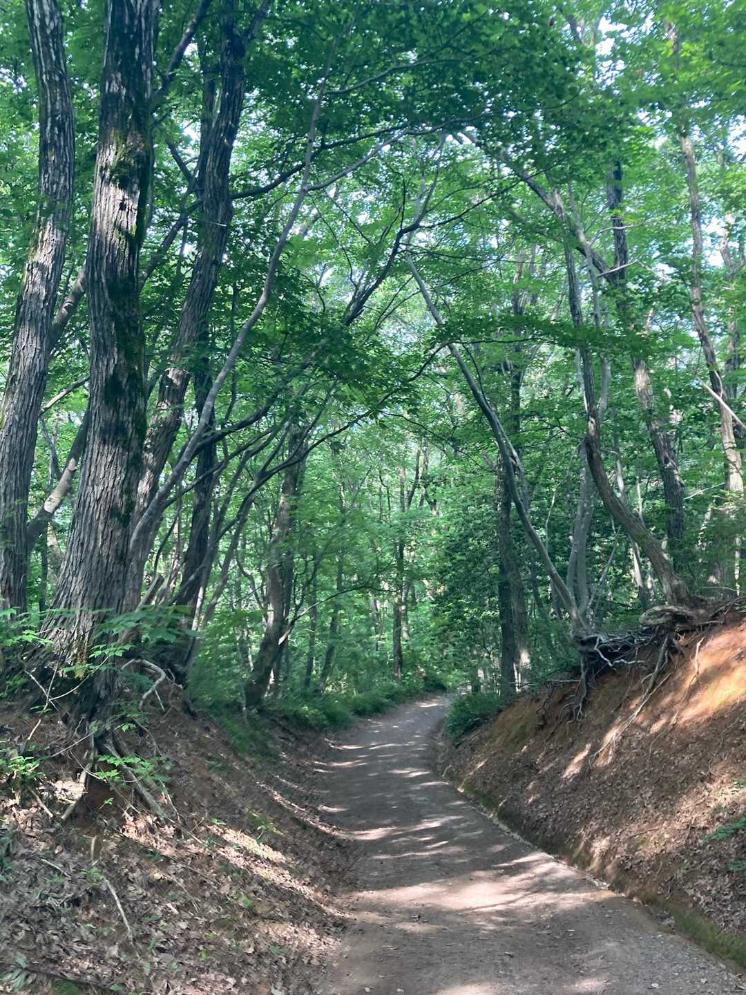 護摩堂山往復 | 3万株のアジサイが山頂を染め、四季折々に美しい城跡山の写真
